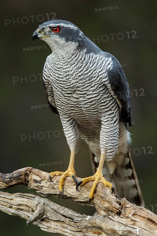 Northern Goshawk (Accipiter gentilis), adult male, Castile and Leon, Spain