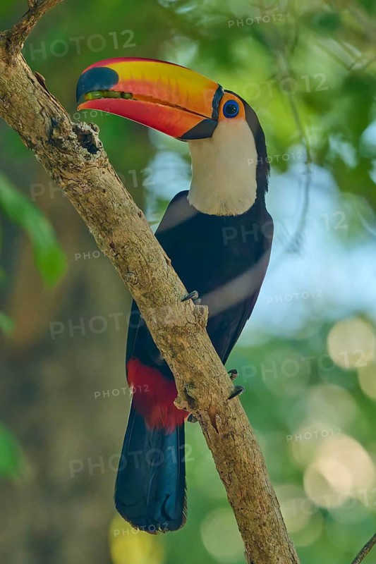 A toucan perched on a branch against a blurred green background, Toco toucan (Ramphastos toco), Pantanal, Mato Grosso, Brazil