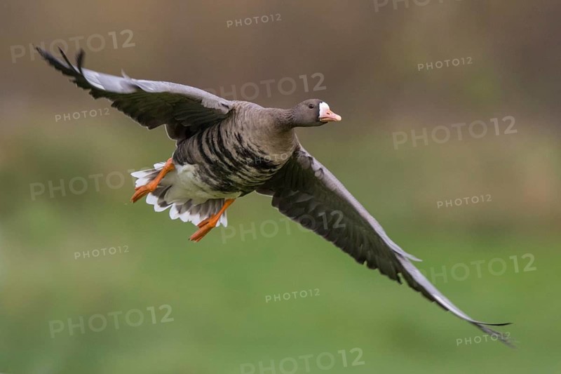 Greater White-fronted Goose (Anser albifrons) flying, North Rhine-Westphalia, Germany