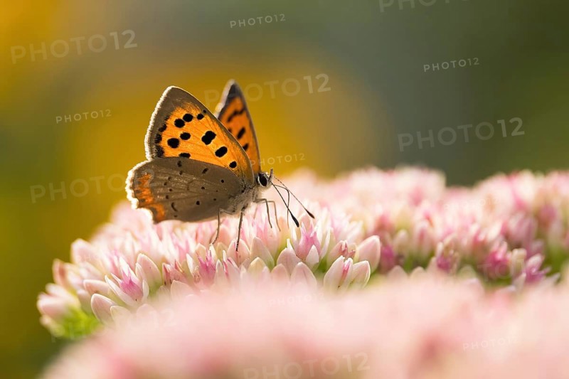 A small copper (Lycaena phlaeas) spreads its wings over delicate pink flowers in the soft morning light, Hesse, Germany
