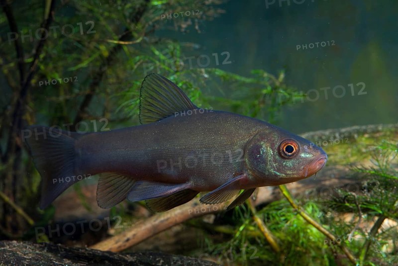 Schleie, Tench, Tinca Tinca, Doctor Fish, Fishes, Pisces