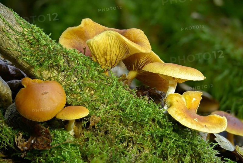 Common rustgill, fibrous ringed flammling, flammula hybrida, spotted leaf, flammling, spotted leafed flammling, yellow-leafed flammling, common flammling, gymnopilus hybridus, gymnopilus penetrans, mushroom, fungus, mushrooms