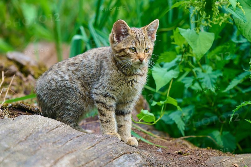A small striped kitten sits intently on a tree stump in the forest, surrounded by green foliage, a young European wildcat (Felis silvestris), Hesse, Germany