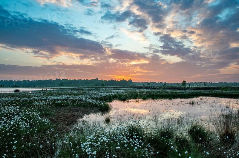 Evening on Goldenstedeter Moor moor with fruity cotton grass, Oldenburger MünsterLand, Goldenstedt, Lower Saxony, Germany