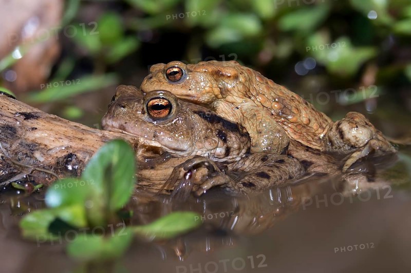 Bufo bufo, common toad, toad, amphibians, amphibians, early spawning season, amphibians, mating season, spring