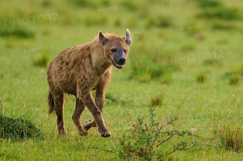 A hyena running across green grass in a natural setting, spotted hyena (Crocuta crocuta), Masai Mara National Reserve, Narok County, Kenya
