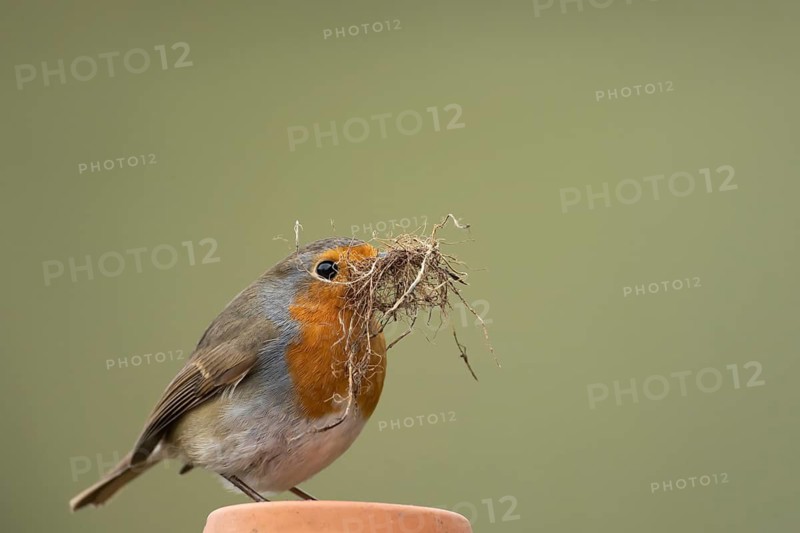 European robin (Erithacus rubecula) adult garden bird with nest material in its beak on a plant pot in spring, England, United Kingdom
