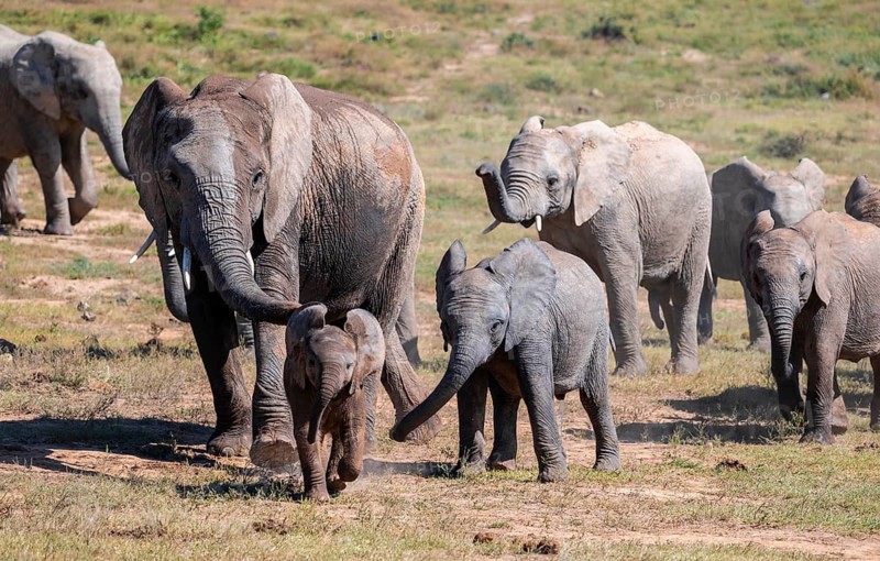 Cute little elephant, young animal, herd of African elephants (Loxodonta africana), Addo Elephant National Park, Eastern Cape, South Africa