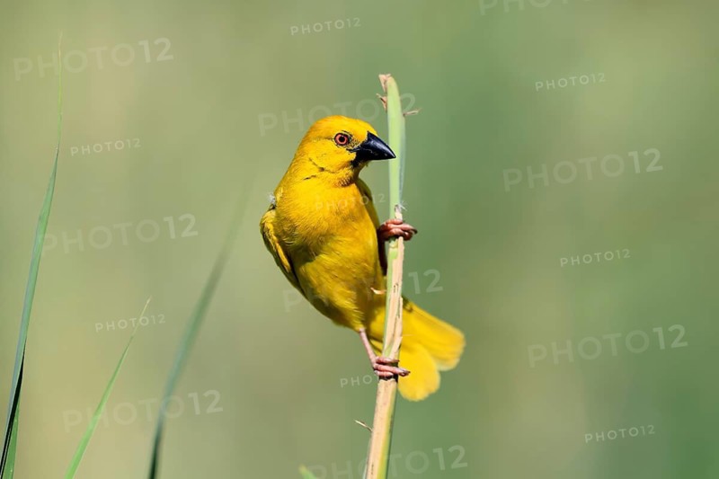 Golden Weaver (Ploceus subaureus), adult, perched, male, alert, iSimangaliso Wetland Park, KwaZulu-Natal, South Africa