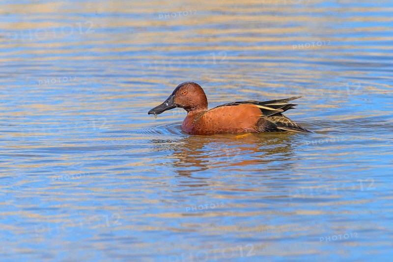 Cinnamon teal, (Spatula cyanoptera), George C. Reifel Migratory Bird Sanctuary, Delta, British Columbia, Canada