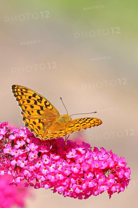 Emperor Moth (Argynnis paphia) on a flower panicle of summer lilac or butterfly bush (Buddleja davidii), wildlife, insects, butterflies, diurnal butterflies, Wilnsdorf, North Rhine-Westphalia, Germany
