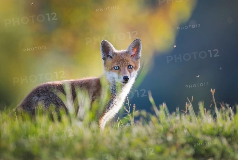 Red fox (Vulpes vulpes), young, Zurich, Switzerland