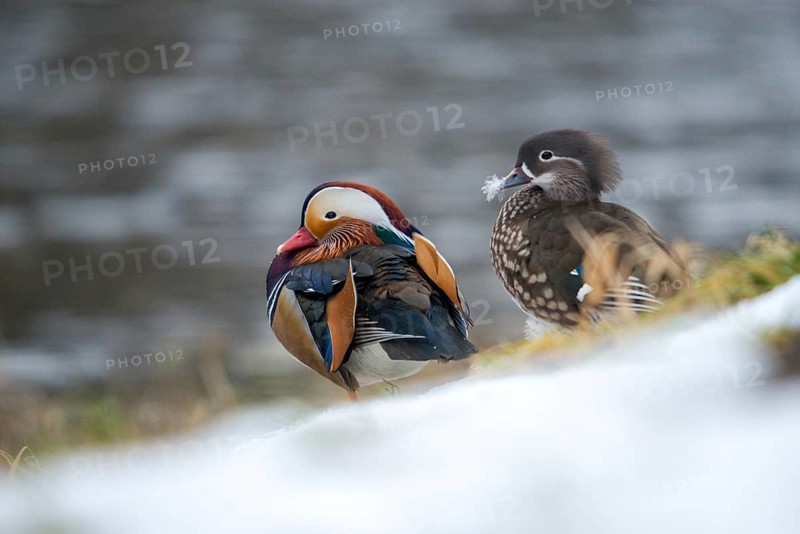 Aix galericulata, mandarin, mandarin duck, anatidae, bath, birds, ducks, ducks, ducks, ducks, male, snow, snow, birds, waterbirds, waterbirds, winter