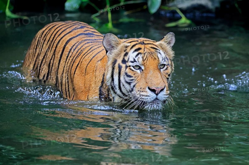 Malaysia tiger (Panthera tigris jacksoni), adult, in water, alert, Malaysia, Southeast Asia