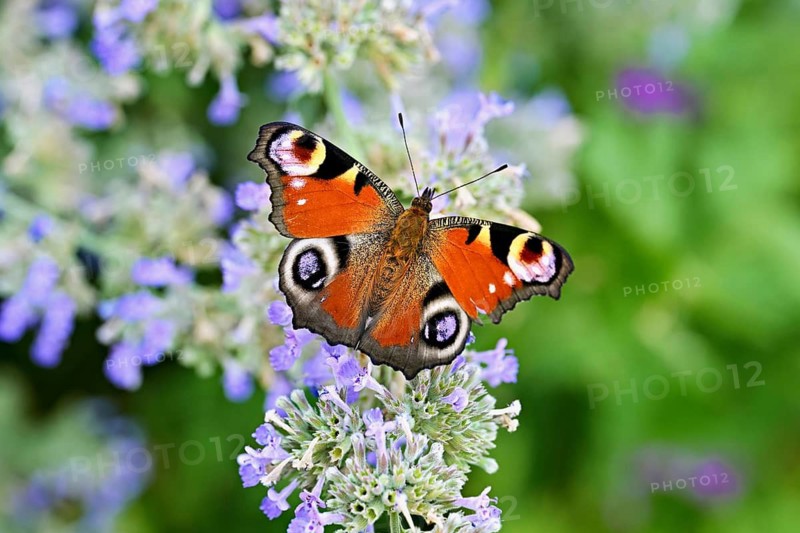 Common peacock butterfly (Inachis io), on a catnip (Nepeta faassenii) flower, Meienberg, Canton of Aargau, Switzerland