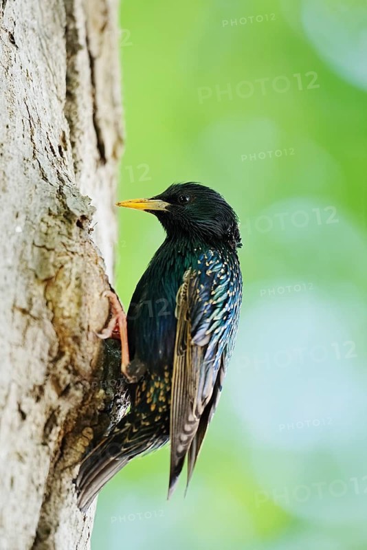 Starling (Sturnus vulgaris) at the breeding den, North Rhine-Westphalia, Germany