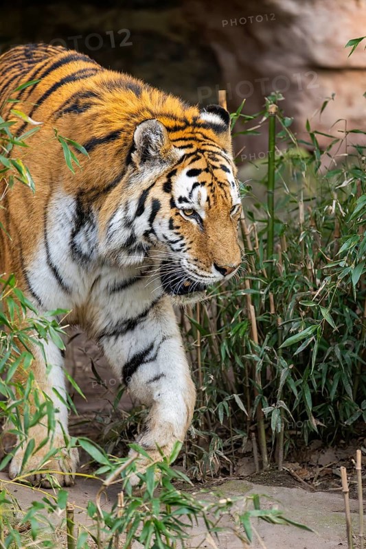 Siberian tiger (Panthera tigris tigris) walking in a forest, captive, incidence in Russia and Northeast China
