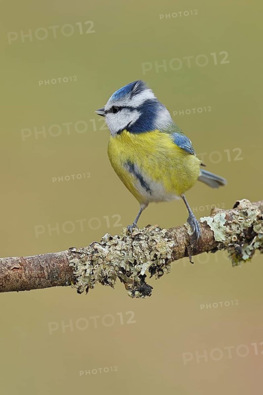 Blue Tit (Parus caeruleus), perched on a branch covered in lichen, Wilnsdorf, North Rhine-Westphalia, Germany