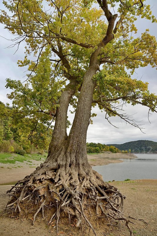 A solitary oak tree (Quercus) with its roots exposed on the shore of Lake Eder at low water, autumn, Eder Dam, Hesse, Germany