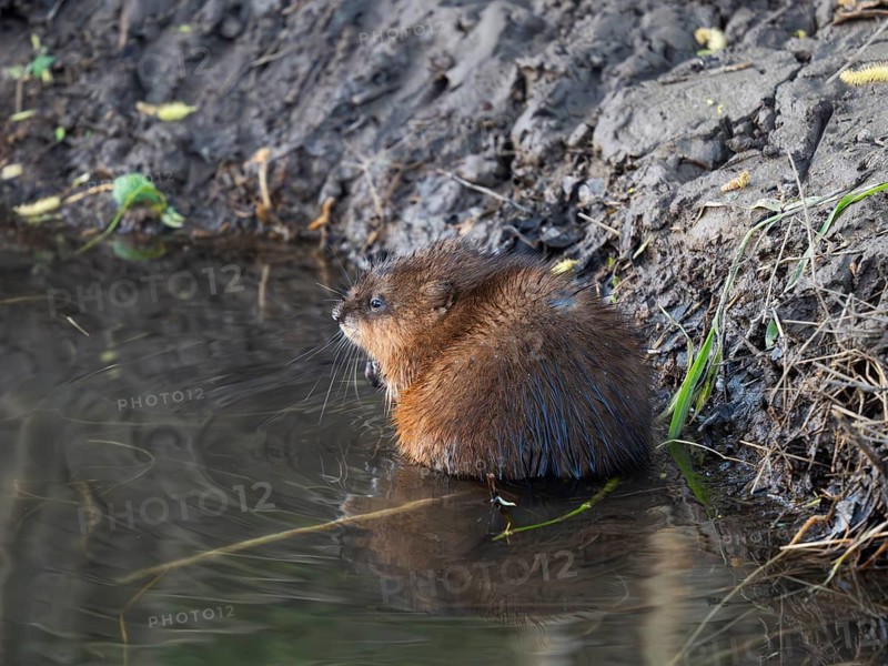 Musk Rat (Ondatra zibethicus), mature animal resting at the edge of the river Erpe, Wolfhager land, North Hesse, Germany