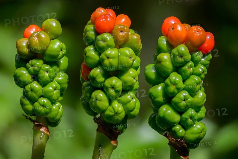 Araceae, Arum Maculatum, Spotted Arum Rod, Adder's Root, Arum Lily, Berries, Flora, Fruit, Plants, Snakeshead, Wild Arum