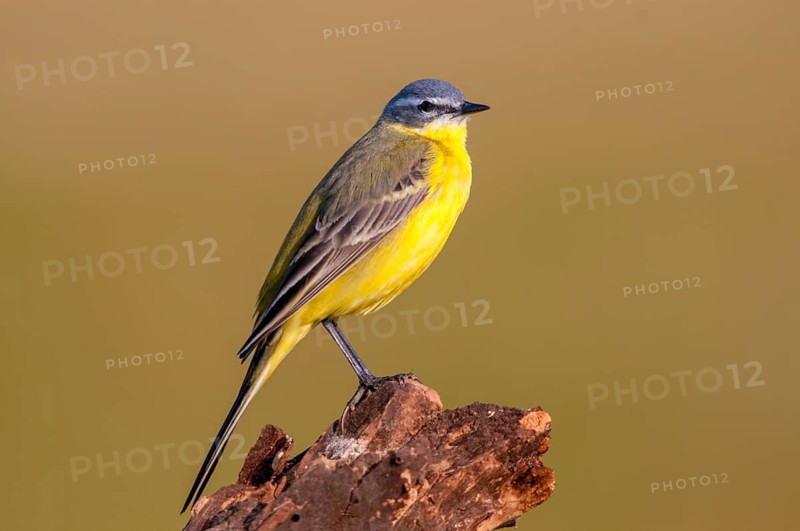Motacilla flava, sheeptail, western yellow wagtail, yellow wagtail, birds, male, passeri, songbirds, birds