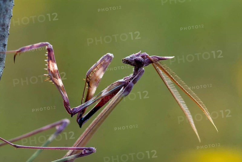 Empusa pennata, crested mantis, Conehead mantis, Extremadura, mantis, insects, Spain
