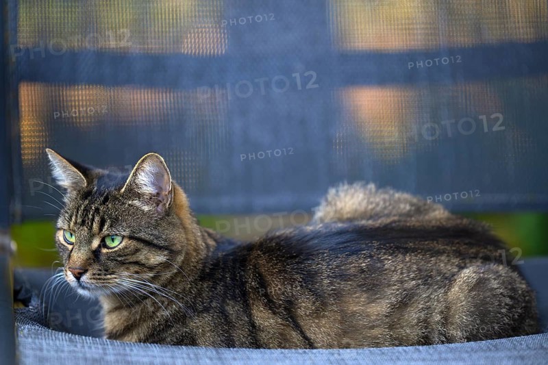 Outdoor view, cat, house cat, house cat, tiger lying on armchair, animal portrait, Stuttgart, Baden-Württemberg, Germany