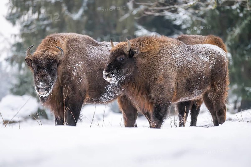 European bison (Bison bonasus) or Wisent standing on a meadow next to the forest in winter, snow, Bavaria, Germany