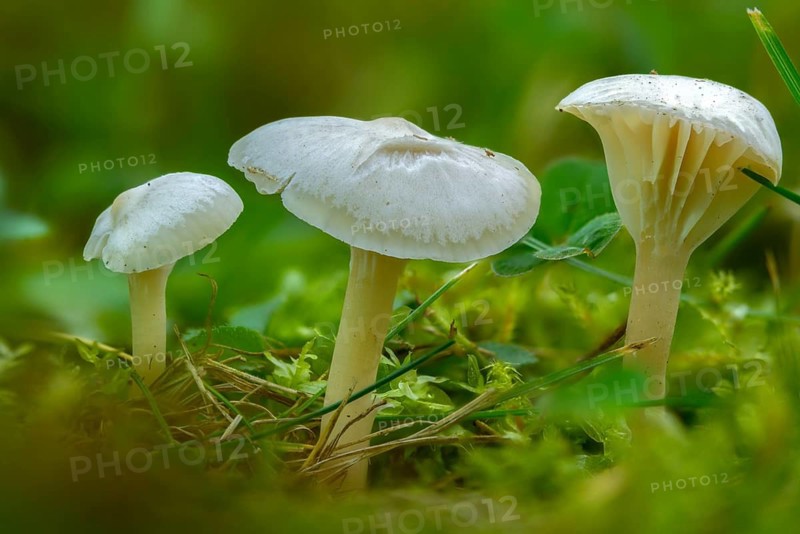 Camarophyllus virgineus, cuphophyllus virgineus, ellerling, glassy white ellerling, hygrocybe nivea, hygrocybe virginea, maiden cellling, snow-white ellerling, white sapling, white meadow celery, fungi, mushrooms, snowy waxcap