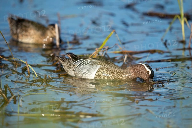 Anas Querquedula, Garganey, Granelli, Italy, crisp duck, Pantano Cuba lagoon, Pantani Cuba and Longarini, spatula querquedula, migratory bird sanctuary, Pantani Cuba & Longarini migratory bird sanctuary, Anatidae, birds, ducks, duck birds, drake, female, Italy, male, male, Sicily, foundation pro biodiversity, birds, water birds, waterbirds, female