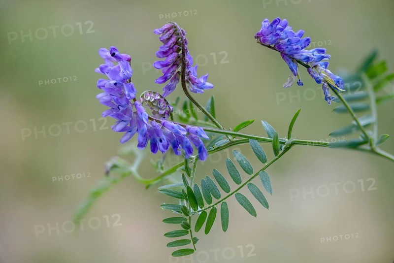 Fabaceae, butterflies, tufted vetch, vicia cracca, bird vetch, flora, plants, plants