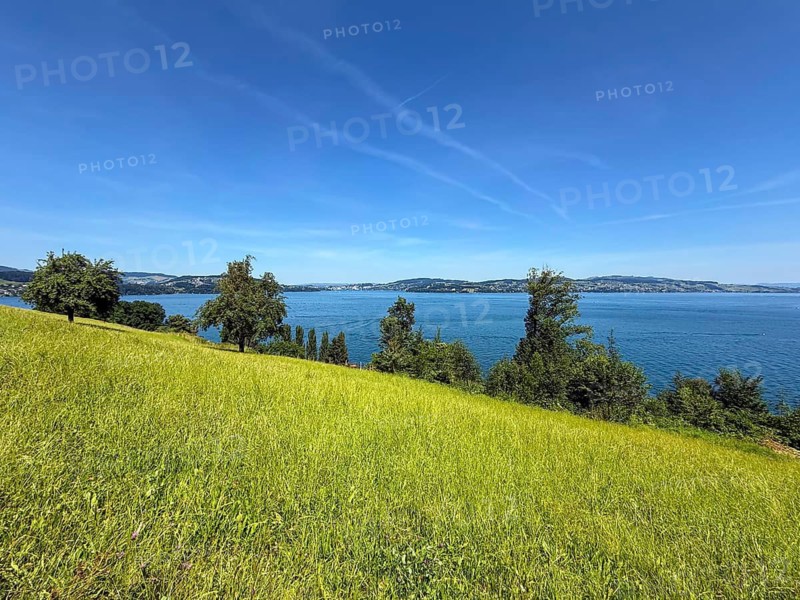 Green meadow with trees on the shores of Lake Lucerne under clear blue sky, Kehrsiten, Canton of Nidwalden, Switzerland