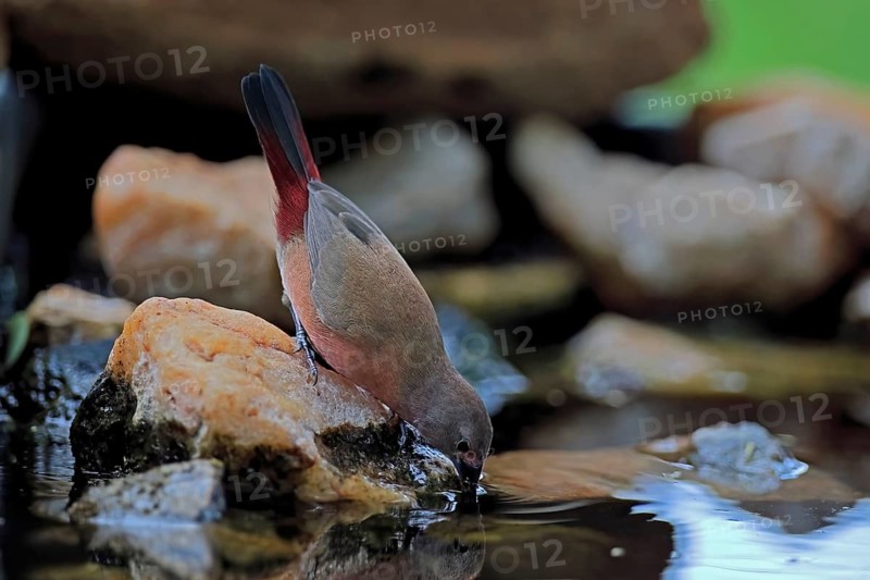 Dark Amaranth (Lagonosticta rubricata), African firefinch, Dark Red Astrid, adult, female, drinking, by the water, Kruger National Park, South Africa
