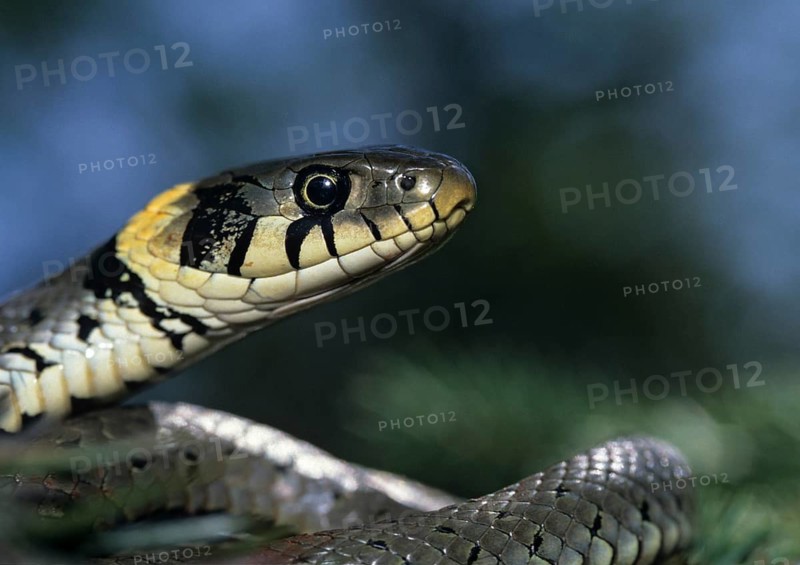 Grass Snake, Natrix Natrix, Grass Snake, Critters, Reptilia, Reptilia, Ringed Snake, Snakes, Water Snakes