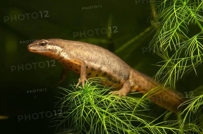 Lissotriton vulgaris, smooth newt, triturus vulgaris, amphibians, amphibians, female, amphibians, amphibians, female