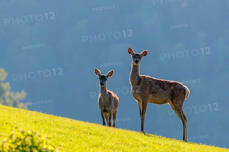 Two female red deer (Cervus elaphus) stand backlit on a sunny morning in a green meadow in hilly terrain. A forest can be seen in the background. Bavaria, Germany