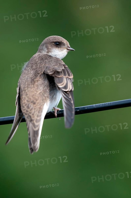 Bank Swallow, Riparia Riparia, Sand Martin, Swallow, Black Swallow, Birds, High Size, Portrait Format, Passeri, Songbirds, Birds