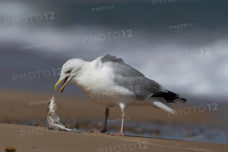 Herring gull (Larus argentatus) adult seagull bird eating a dogfish fish for food on a seaside beach, England, United Kingdom