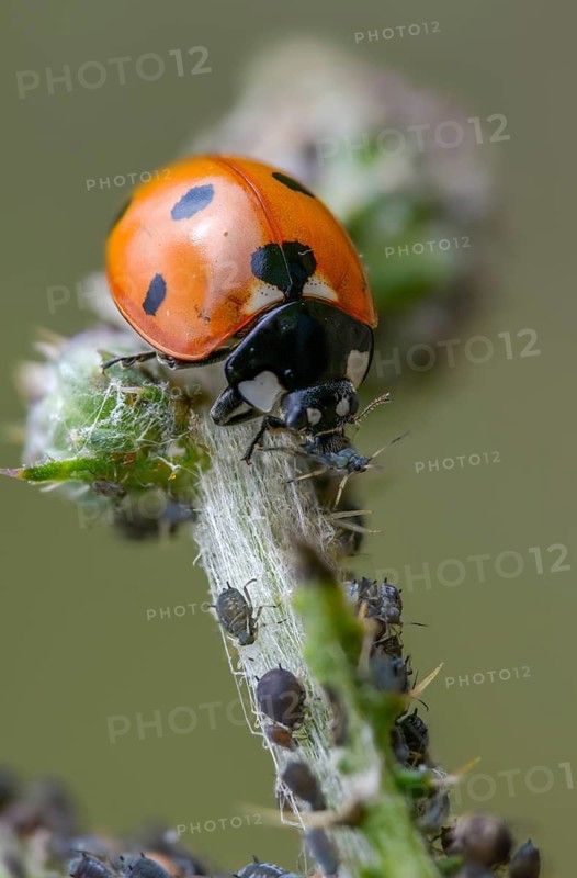 Coccinella septempunctata, seven-point, seven-spotted ladybird, beetle, aphid, coleoptera, high size, vertical format, insects, beetles, food, feeding, seven-spot ladybird, seven-spotted ladybug