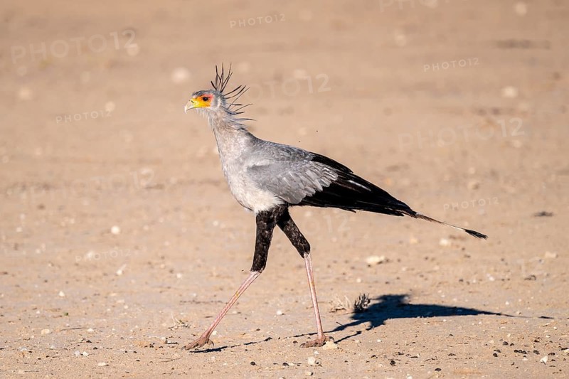 Secretary bird (Sagittarius serpentarius), Kalahari Desert, Kgalagadi Transfrontier Park, South Africa