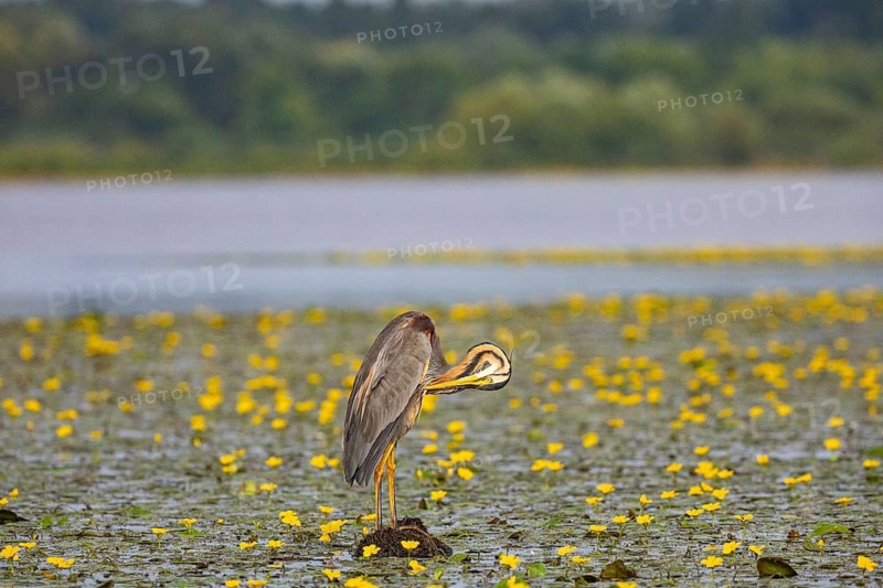 Purple heron (Ardea purpurea) amidst flowering water lilies Hungary