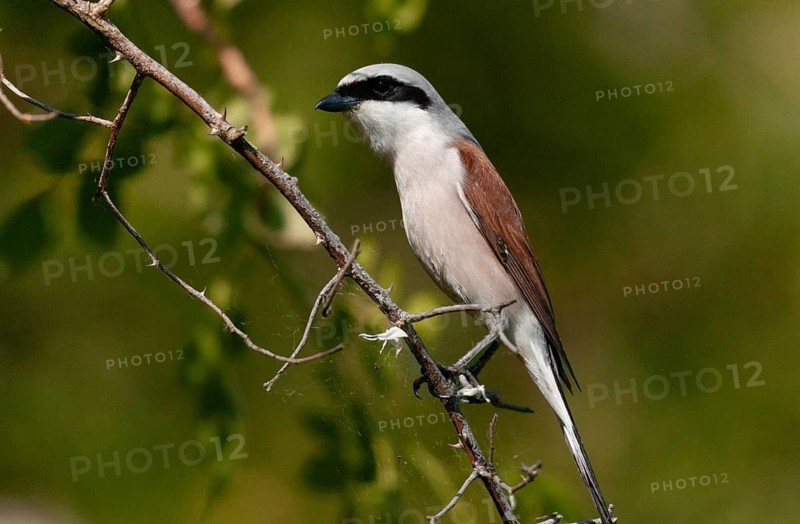 Brandenburg, Germany, Lanius Collurio, Nabu, Nabu project, national natural heritage, Grünhaus natural paradise, red-backed shrike, red-backed shrike, post-mining landscape, birds, green house, male, passeri, songbirds, birds, shrikes