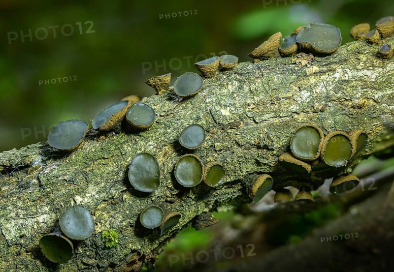 Black stud fungus, blood lava cup, Bulgaria inquinans, sequential decomposer, common dirt cup, lava cup, reddish mug, dirt cup, fungi, fungus, mushrooms