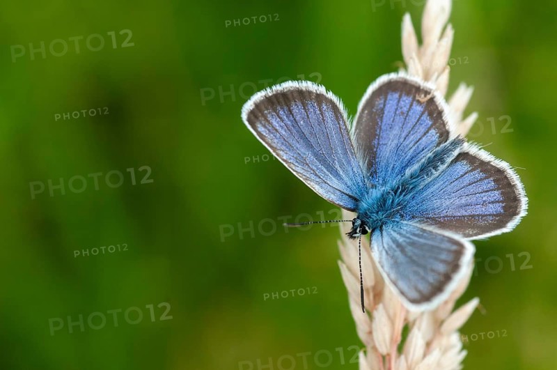 Argus blue, plebeius argus, silver-studded blue, butterfly, insects, butterfly, butterflies