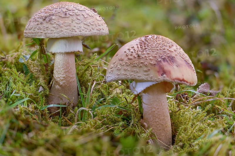 Amanita rubescens, meat mushroom, yellow-ringed pearl mushroom, golmoth, gargle stomach, pug, girl mushroom, pearl sponge, pearl bulge, pustular bulge, reddening bulbous leaf mushroom, reddening bulbous, peeling mushroom, fungi, fungus, mushrooms