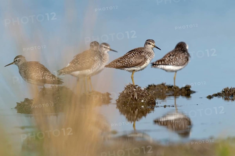 Bruchwasserlaeufer, tringa glareola, wood sandpiper, birds, charadriiformes, limikolen, mirror, snipe birds, scolopacidae, mirror image, birds, waders, waders