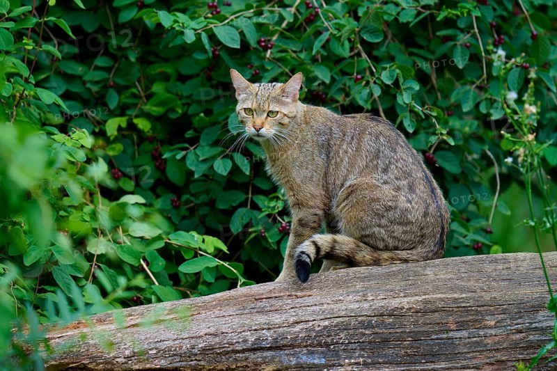 A tabby cat sits on a tree stump against a backdrop of green foliage, European wildcat (Felis silvestris), Hesse, Germany