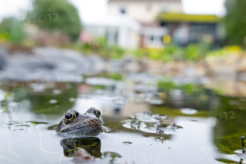 Common frog (Rana temporaria) adult amphibian on the water surface of an urban garden pond with a house in the background in spring, England, United Kingdom
