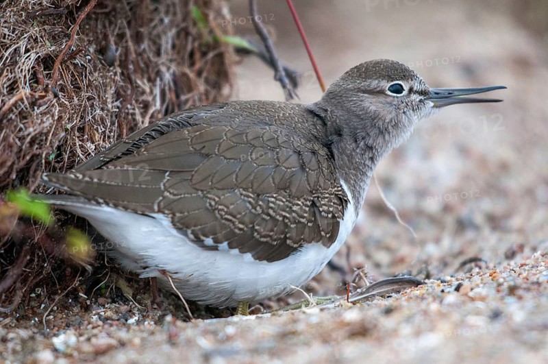 Actitis hypoleucos, common sandpiper, sandpiper birds, charadriiformes, limikolen, snipe birds, scolopacidae, birds, waders, waders